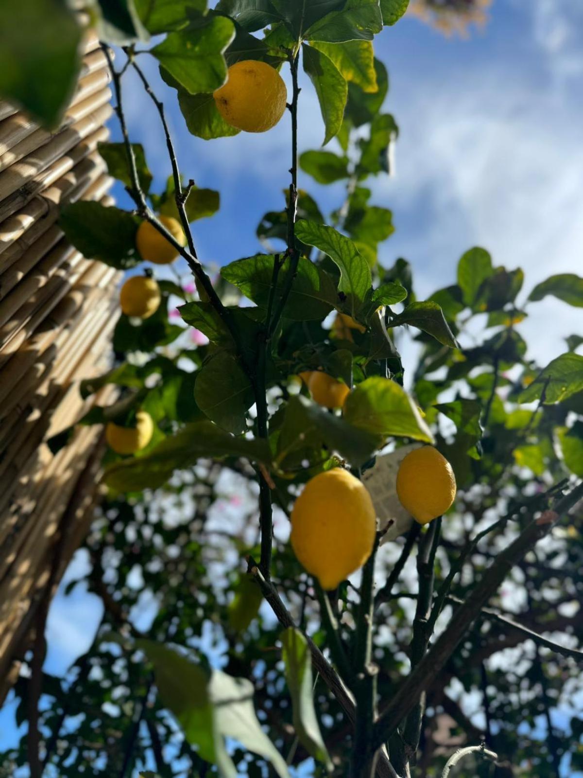 Casa Ohana Ceriale Open Space 4 Persone Εξωτερικό φωτογραφία